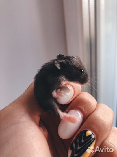 Джунгарский хомяк