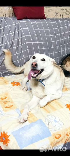 Собака породы 