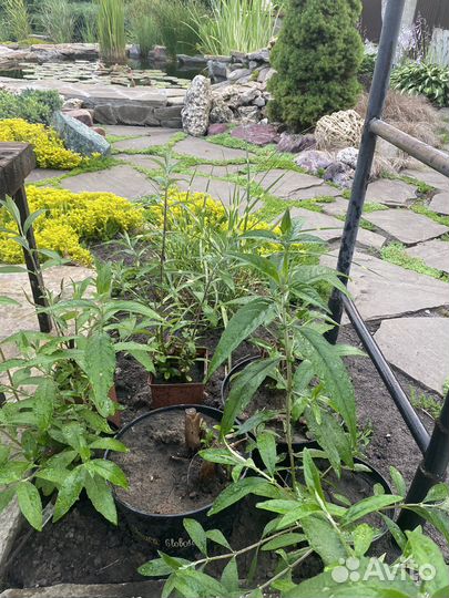 Туи смарагд,будлеи