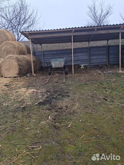 Рысачка полукровка