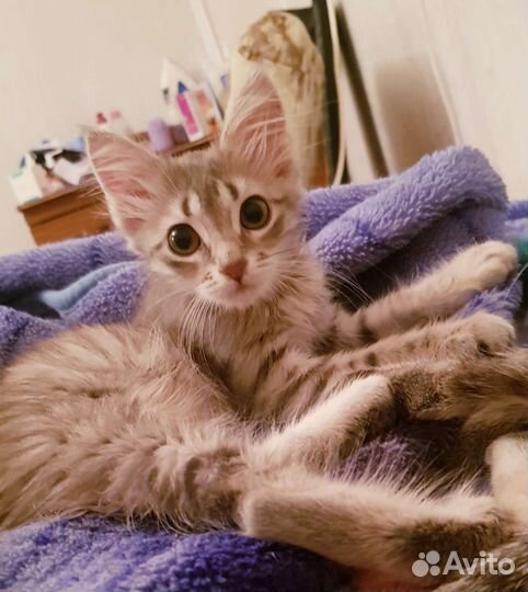 Кошка в дар