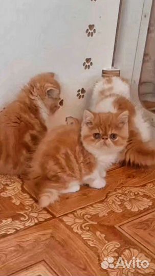 Экзотическая короткошерстная котёнок