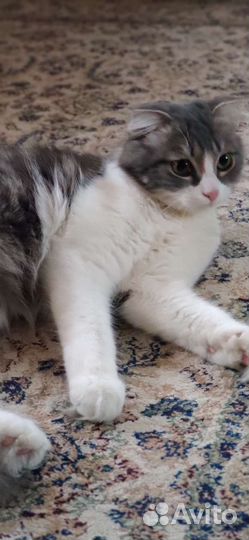 Красивая кошка бесплатно