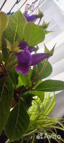 Глоксиния Тидея, фиолетовая, отростки