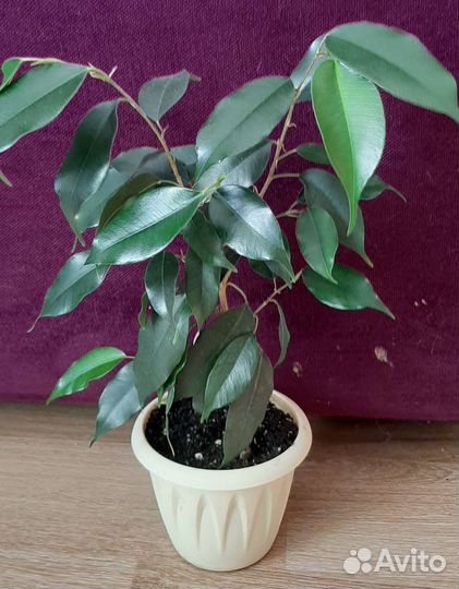 Фикус бенджамина
