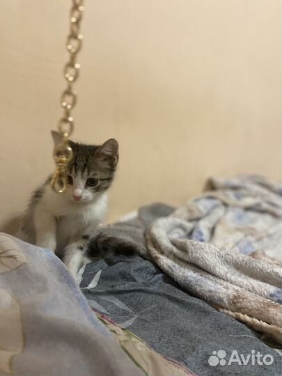 Отдам котенка мальчика