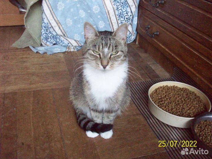 Отдам в очень добрые руки домашних кошечек