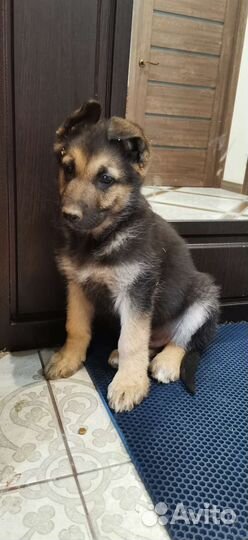 Щенки восточно-европейской овчарки