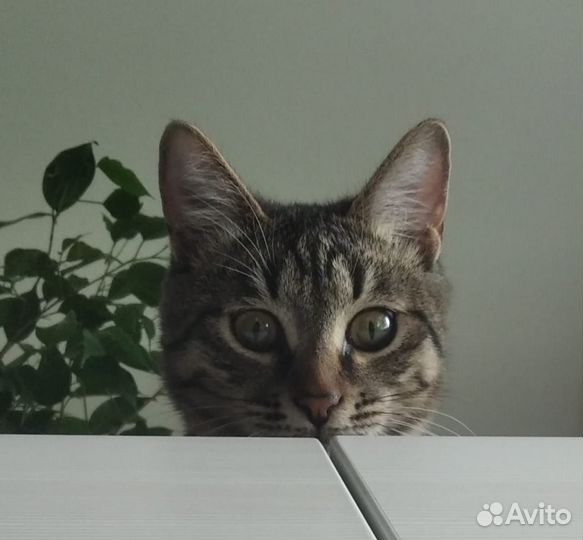 Домашние животные