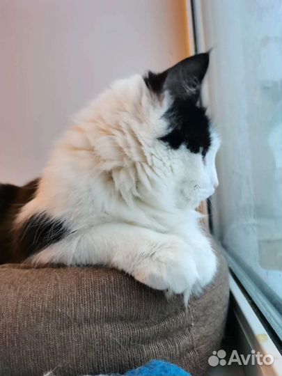 Кошка в добрые руки