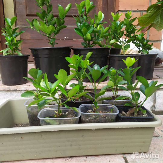 Саженцы самшита