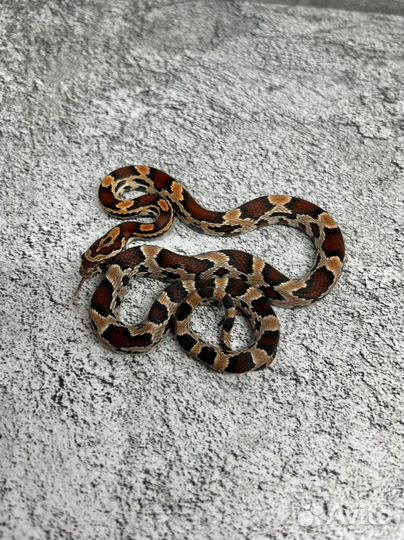 Змеи малыши маисовых полозов