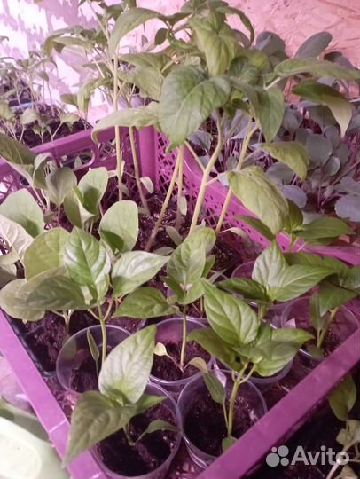 Рассада томатов, перца, овощи, цветы,доставка