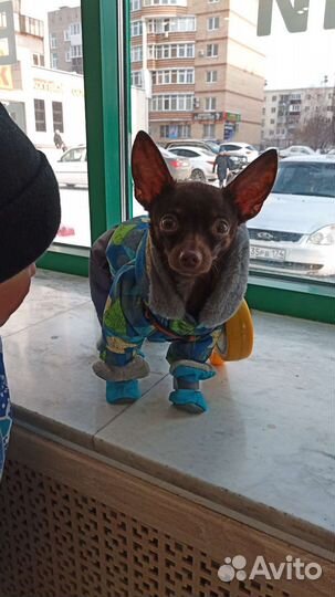 Вязка Той-теръер мини мальчик