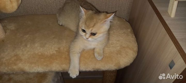 Кошки