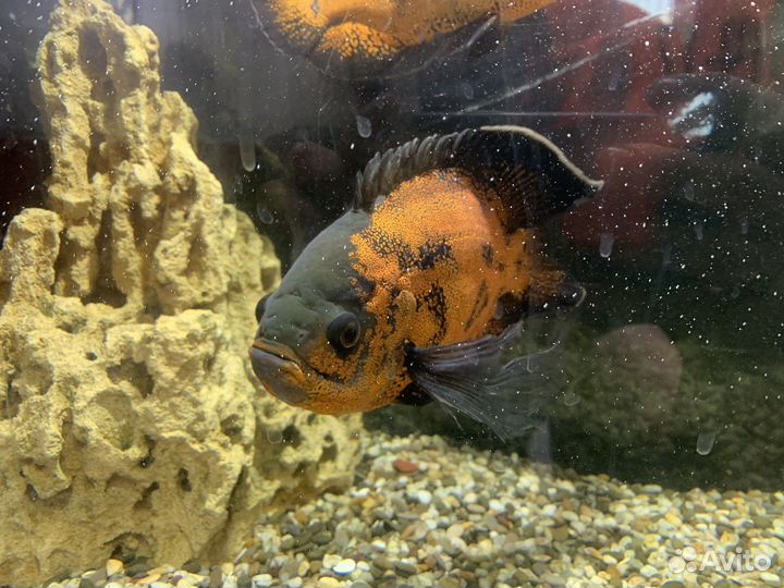 Астронотусы