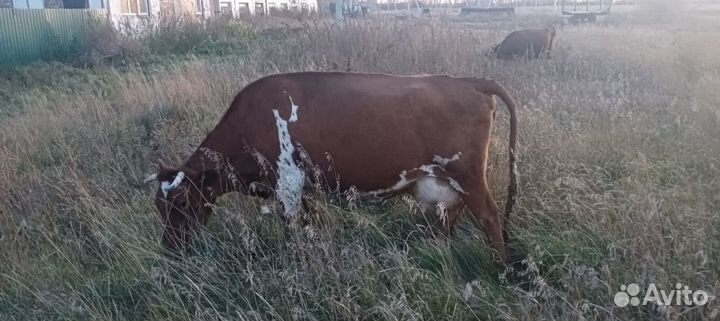 Корова высокоудойная