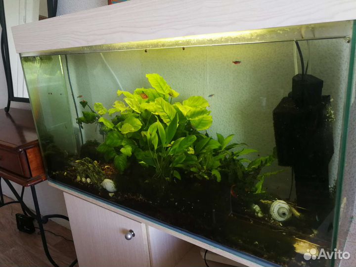 Аквариум с рыбками грунтом и растениями