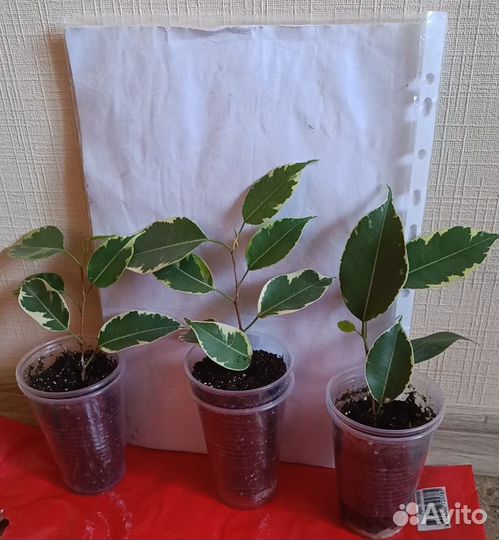 Фикус Бенджамина, пестролистный