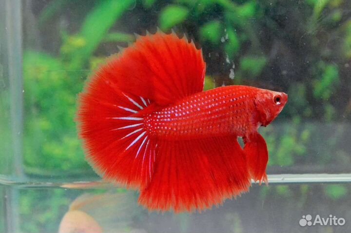 Рыба петушок