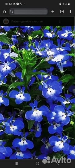 Лобелия, цинерария