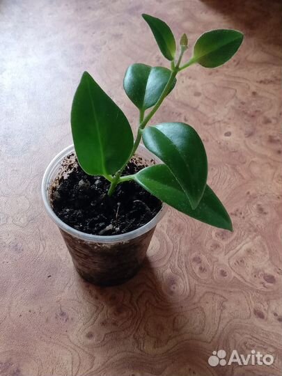 Эсхинантус