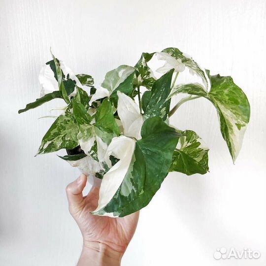 Сингониумкомнатные цветы