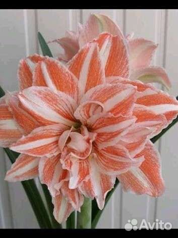 Комнатных цветы: нерине боудена и др. Цветы