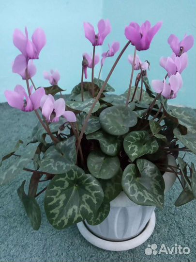 Цикламен европейский, бабушкина фиалка