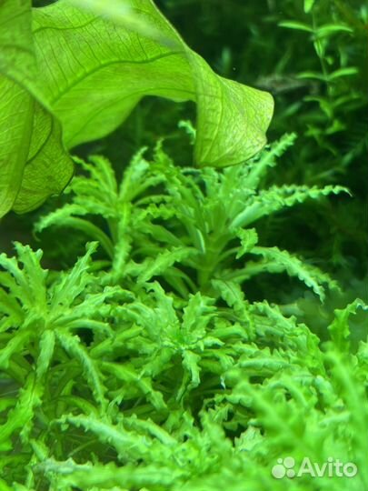 Аквариумные растения