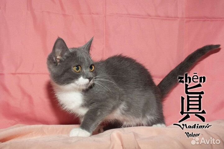Котенок девочка в добрые руки