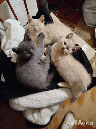 Отдам в добрые руки котят вислоухие, ушки не зашли