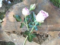 Розы ручной работы из флористических глин. хф