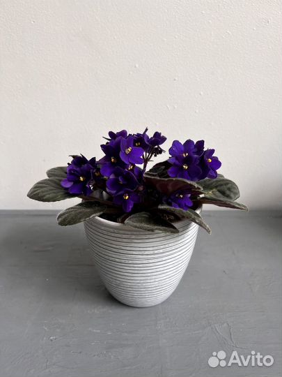 Фиалка фиолетовая