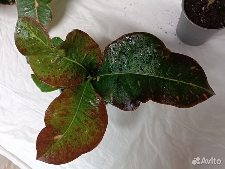 Кодиеум кротон