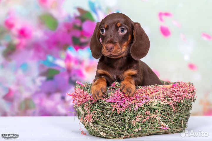 Щенки кроличьей/миниатюрной таксы