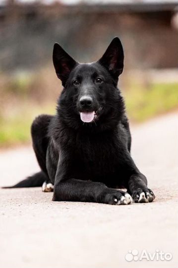 Мальчик 10 мес добряк охранник социализирован