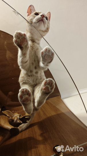 Кот в добрые руки