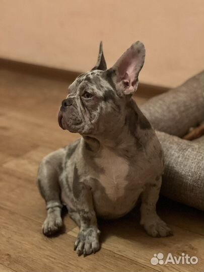 Вязка французский бульдог