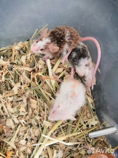 Кудрявые мышки