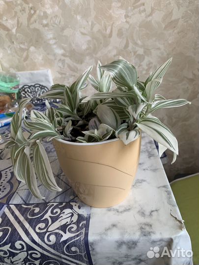 Традесканция