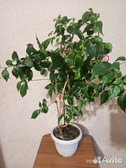 Бугенвиллия