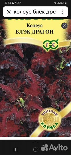 Колеусы сортовые