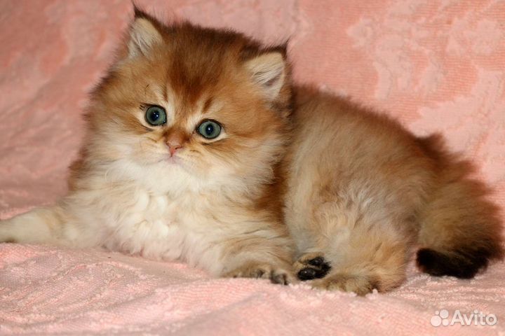 Длиношерстная золотая британская шиншилла