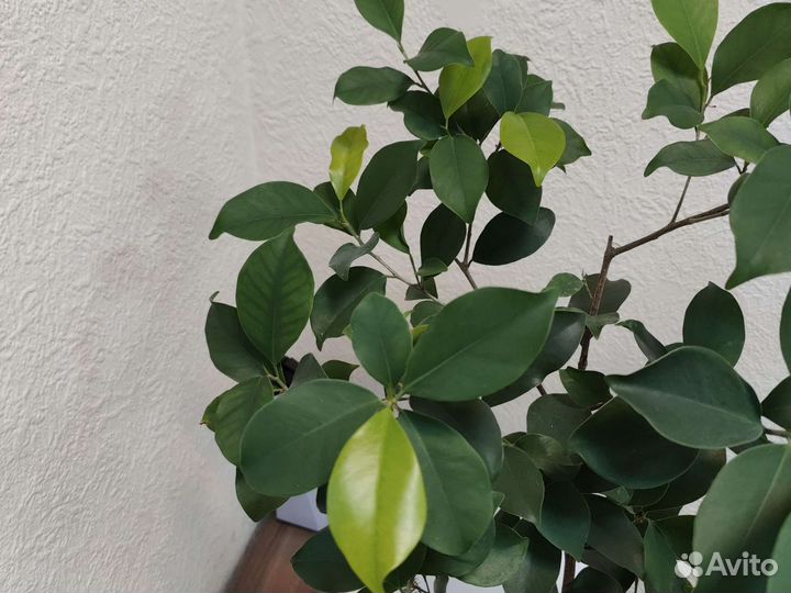 Фикус микрокарпа