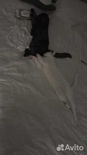 Коты в добрые руки