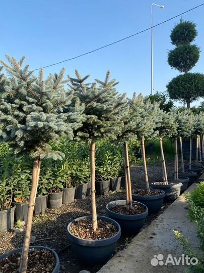 Ель pungens glauca globosa (nana)