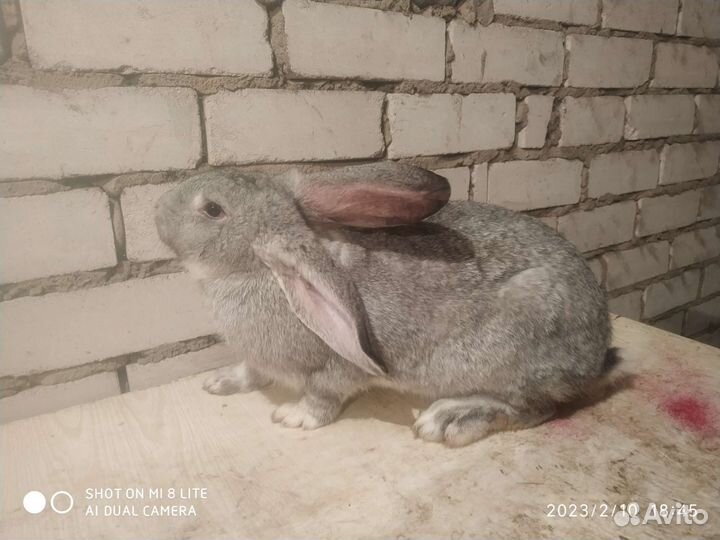 Кролики серый великан