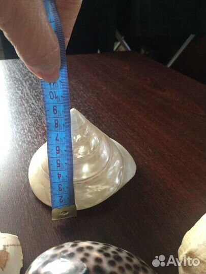 Морские ракушки