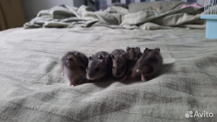 Джунгарский хомяк бесплатно